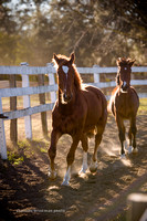 feb 2013 young horses and foals