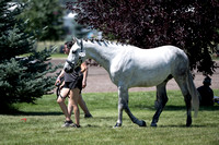 Simikel, Rosie, Falkor CCSH, Sr. Open Beg. Novice B