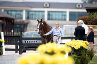 37 MILLER Ryley PA INT SINGLE HORSE