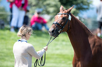 Kelly Pugh and Hanalea KS,CCI2*-Long