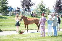 Dorothy Hall and Lyrical Lightning,CCI2*-Long