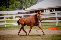 july 11 2012 sales foals